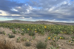 IMG_1230