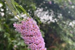 IMG_2755